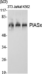 PIASx Polyclonal Antibody