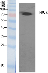 PKC ζ Polyclonal Antibody