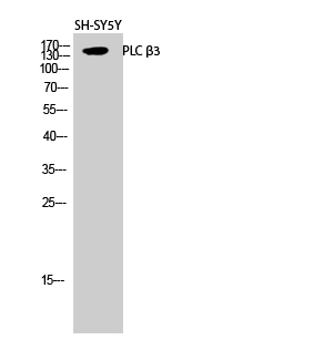 PLC β3 Polyclonal Antibody