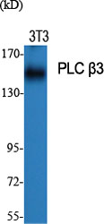 PLC β3 Polyclonal Antibody