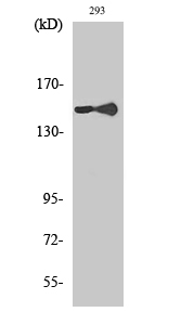 PLC γ1 Polyclonal Antibody