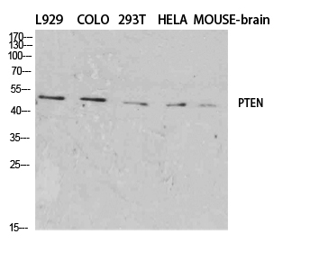 PTEN Polyclonal Antibody