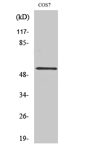 PTP1B Polyclonal Antibody