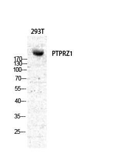 PTPζ Polyclonal Antibody