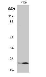 Rab 7L1 Polyclonal Antibody