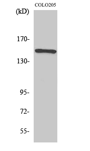 Rad50 Polyclonal Antibody