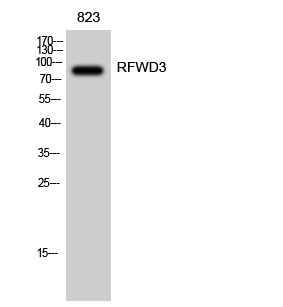 RFWD3 Polyclonal Antibody