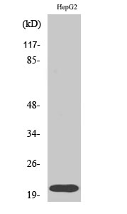 Rho A Polyclonal Antibody