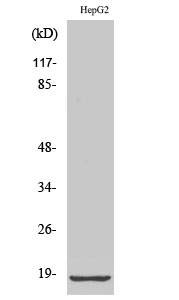 Ribosomal Protein L12 Polyclonal Antibody