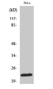 Ribosomal Protein L18 Polyclonal Antibody