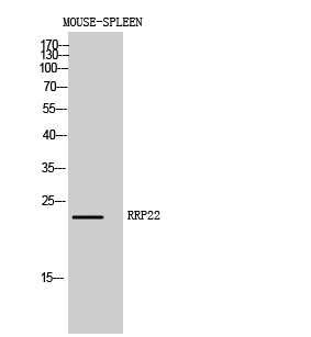 RRP22 Polyclonal Antibody