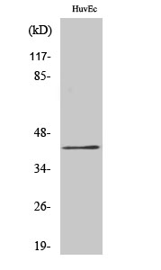 RRS1 Polyclonal Antibody