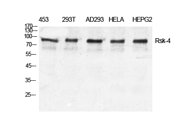 Rsk-4 Polyclonal Antibody