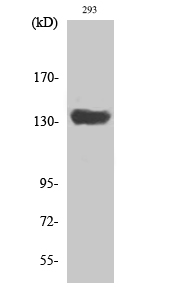 SCAF1 Polyclonal Antibody