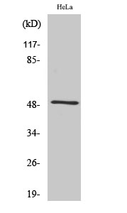 Septin 8 Polyclonal Antibody