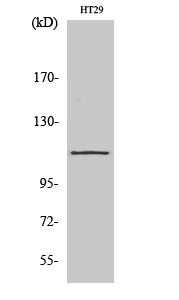 SERCA1 Polyclonal Antibody