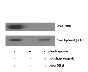 Smad3 Polyclonal Antibody