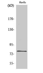 SnoN Polyclonal Antibody