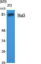 Stat3 Polyclonal Antibody