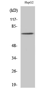 Syk Polyclonal Antibody