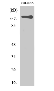 TERT Polyclonal Antibody