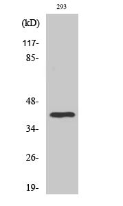 TFIID Polyclonal Antibody