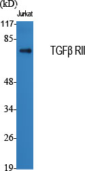 TGFβ RII Polyclonal Antibody