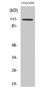 TIF1α Polyclonal Antibody