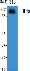 TIF1α Polyclonal Antibody