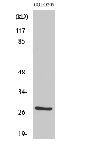 TWEAK Polyclonal Antibody