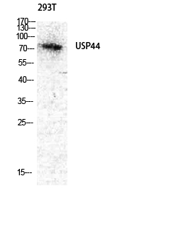 USP44 Polyclonal Antibody