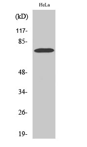 YAP Polyclonal Antibody