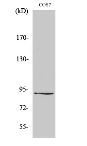 ZC3H11A Polyclonal Antibody