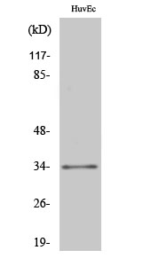 ZNF75 Polyclonal Antibody