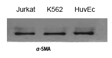 α-SMA Polyclonal Antibody