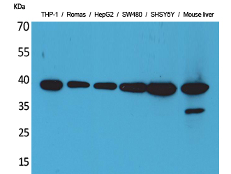 IL-10 Polyclonal Antibody