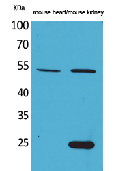 Sg III Polyclonal Antibody