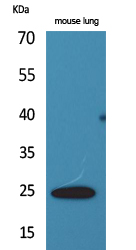 ET-1 Polyclonal Antibody