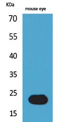 BNIP-3 Polyclonal Antibody