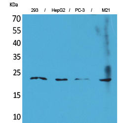 FGF-6 Polyclonal Antibody