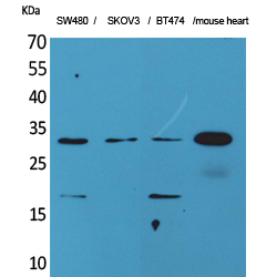 FGF-18 Polyclonal Antibody