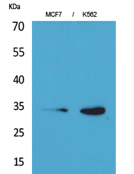 Cdk4 Polyclonal Antibody