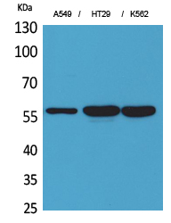 ERp57 Polyclonal Antibody