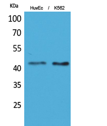 Layilin Polyclonal Antibody