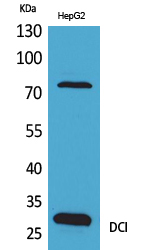 DCI Polyclonal Antibody