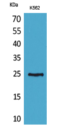 CD7 Polyclonal Antibody