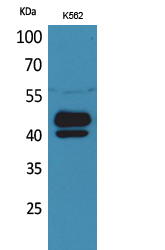 PSG1 Polyclonal Antibody