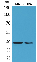 CD84 Polyclonal Antibody