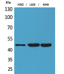 CD158z Polyclonal Antibody