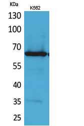 Frizzled-10 Polyclonal Antibody